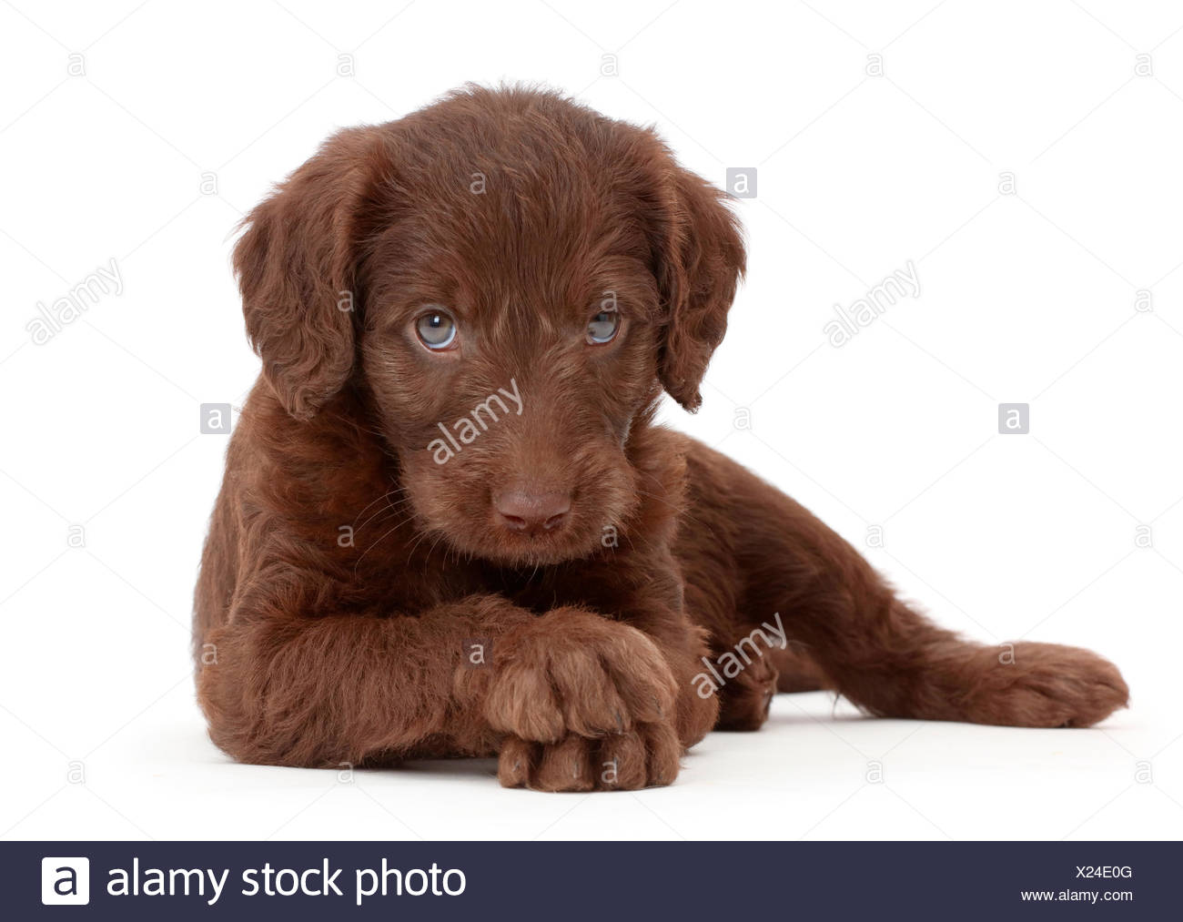 Chocolate Labradoodle Puppy Stock Photo Alamy
