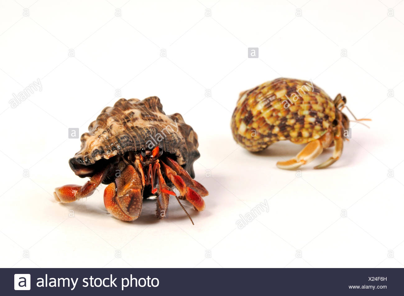 Australian Land Hermit Crab High Resolution Stock Photography and ...
