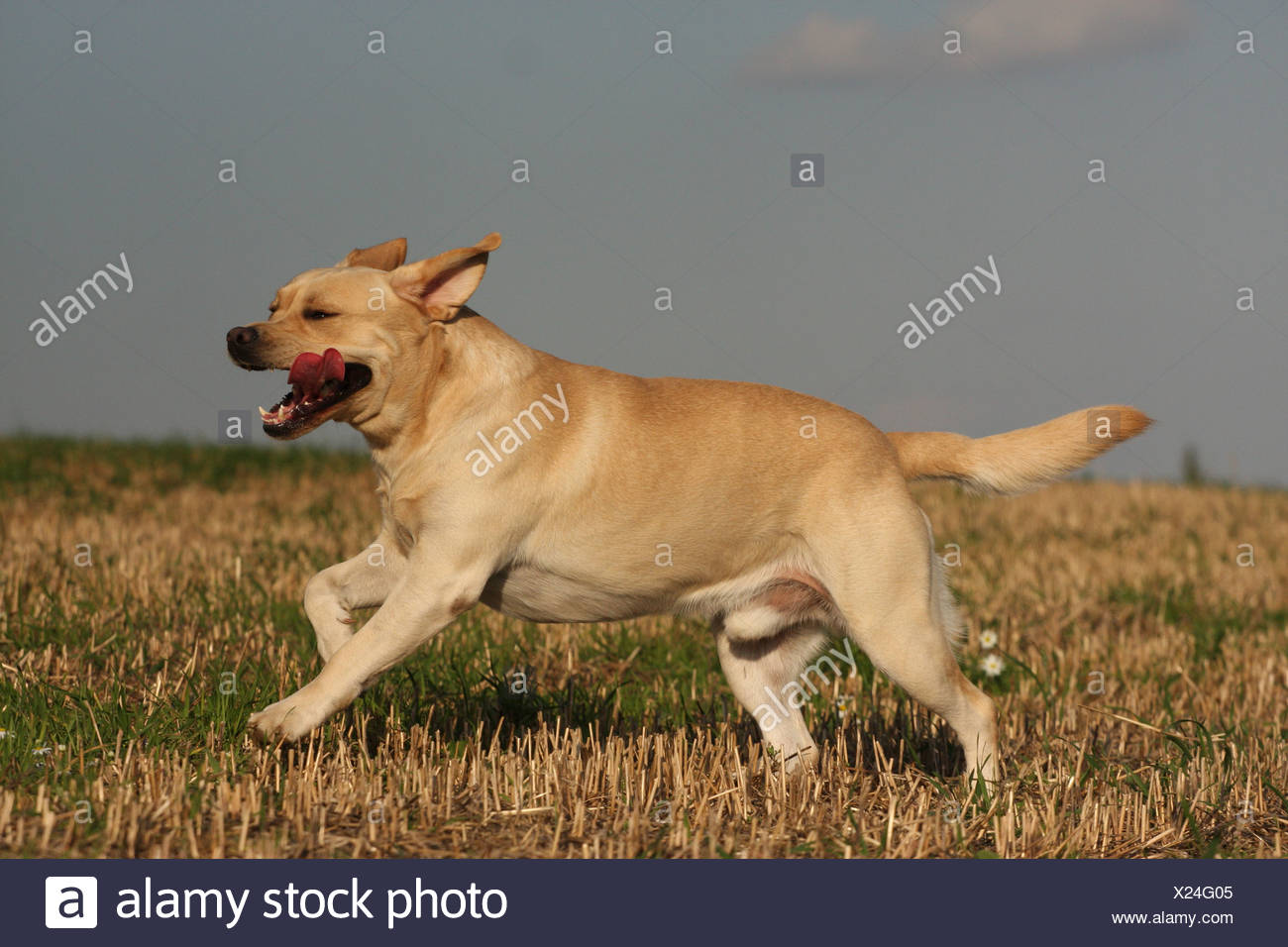 male labrador retriever