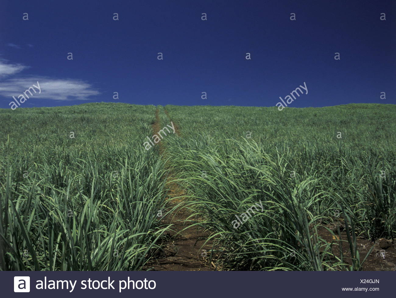 Zucker Zuckerrohr High Resolution Stock Photography And Images Alamy