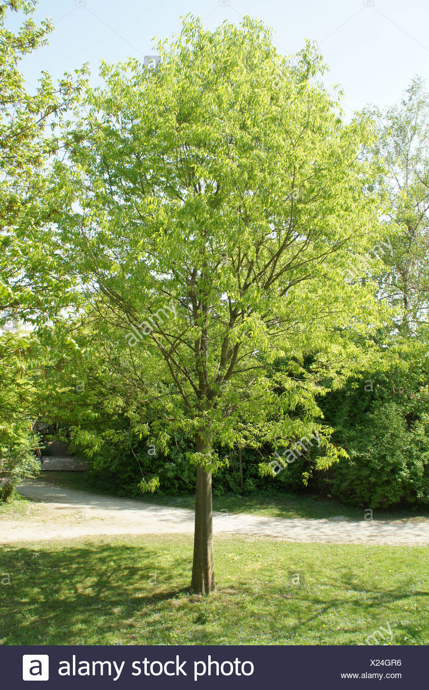 Hackberry Tree Stock Photos & Hackberry Tree Stock Images - Alamy