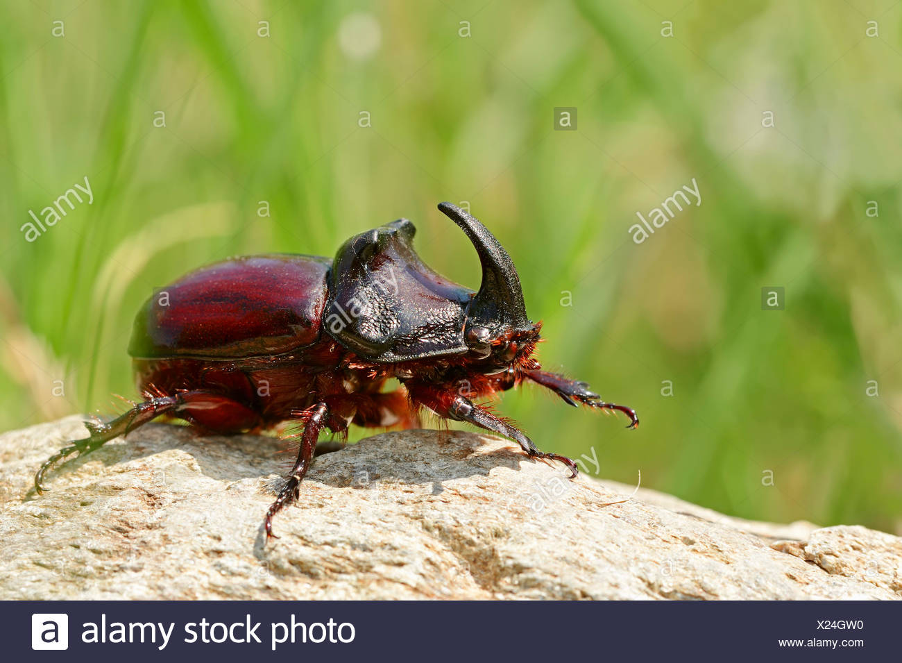 European Rhinoceros Beetle Oryctes Nasicornis Male Central Macedonia Greece Stock Photo Alamy