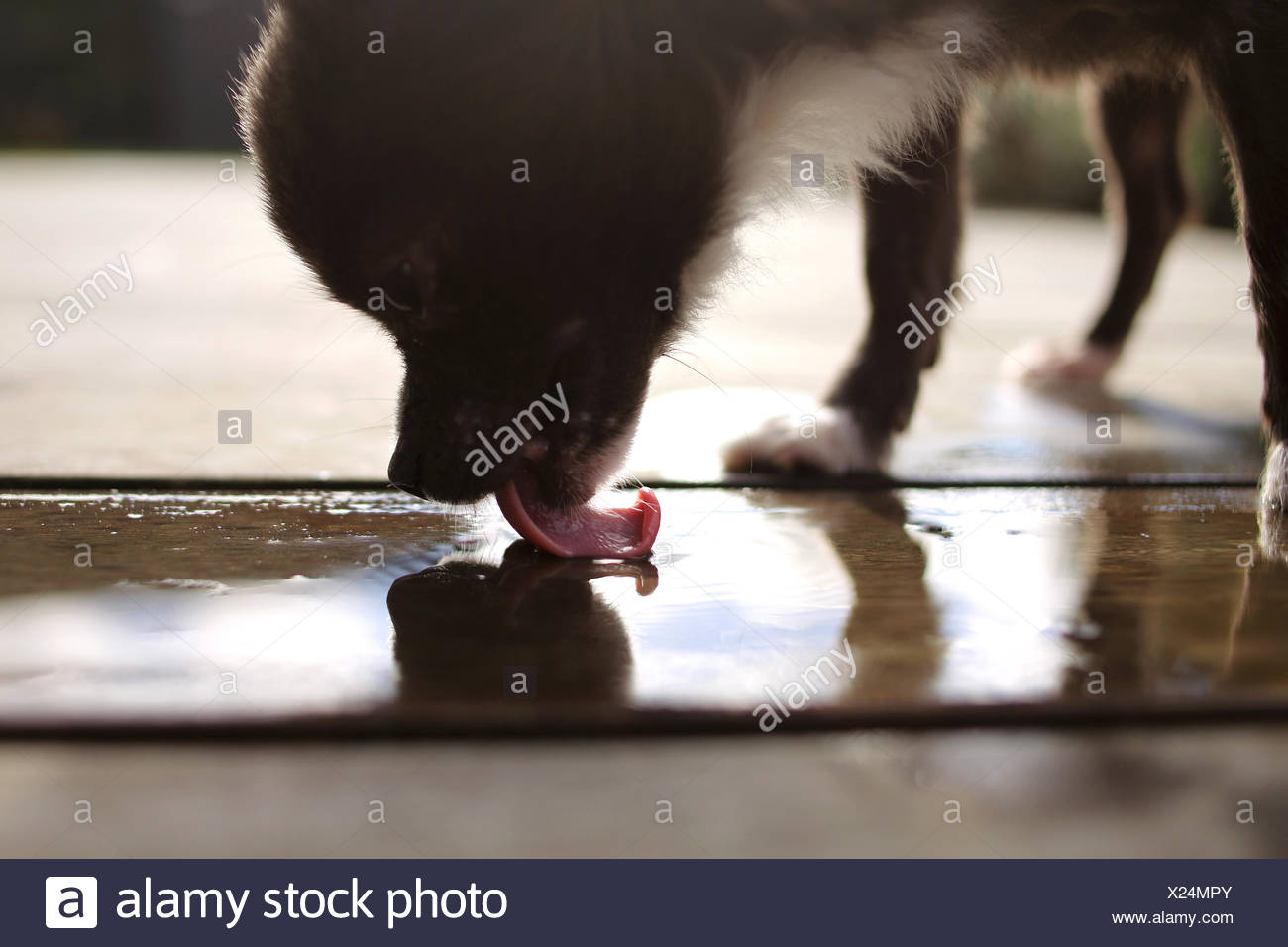 Chihuahua Dog Licking Water Off Floor Stock Photo 276699331 Alamy