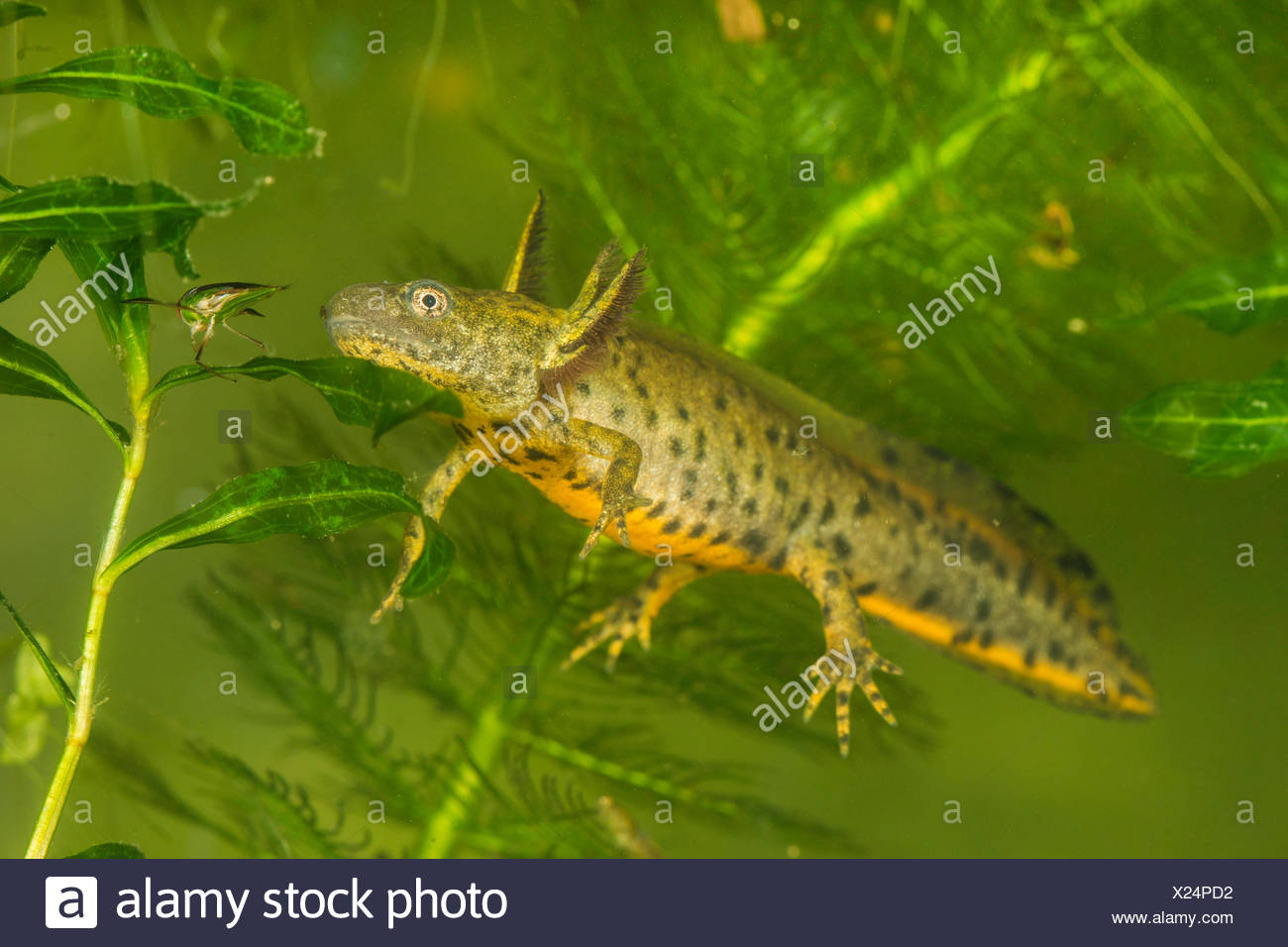 Larve Molch High Resolution Stock Photography And Images Alamy