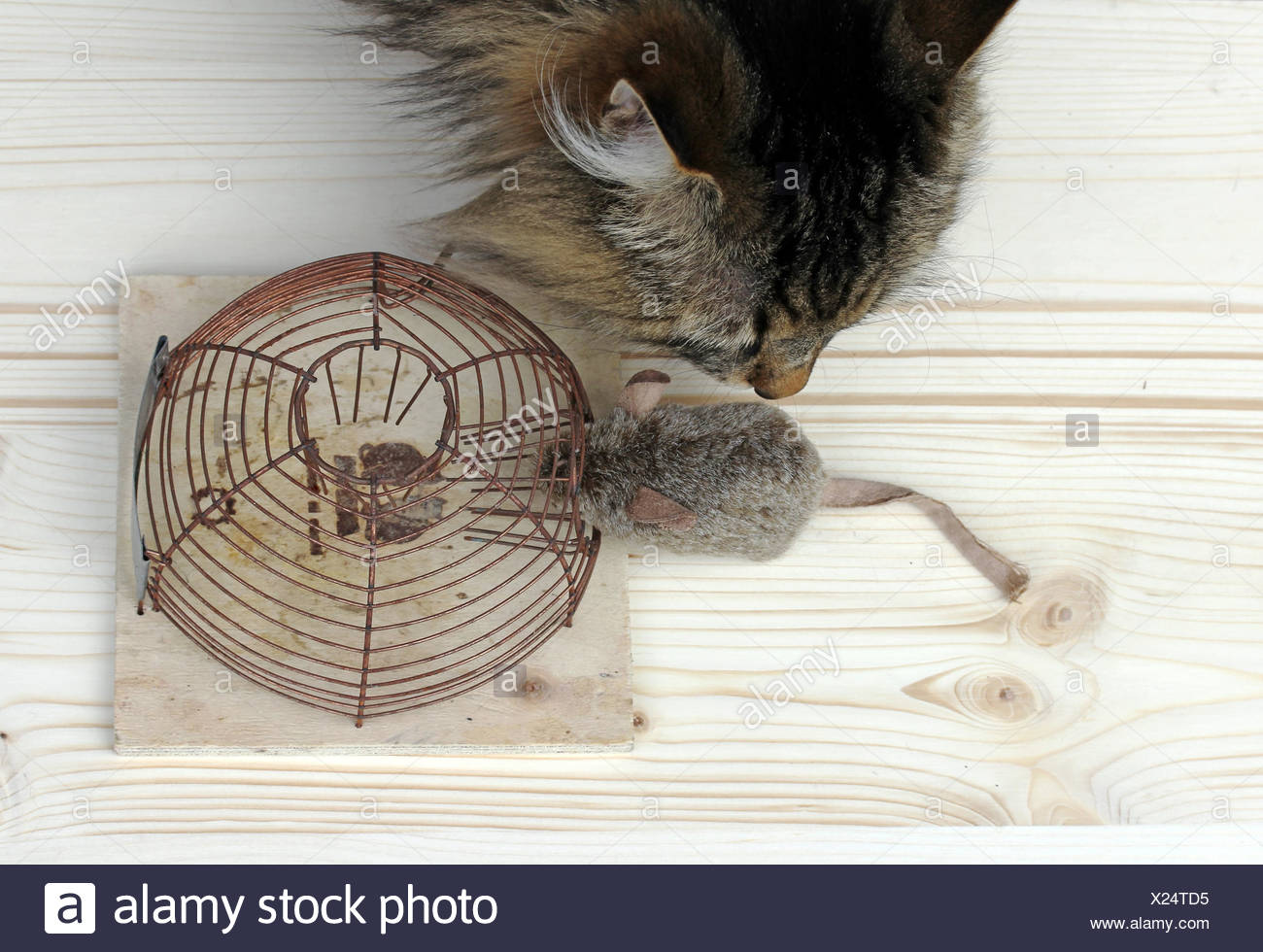 animal mammal Stock Photo