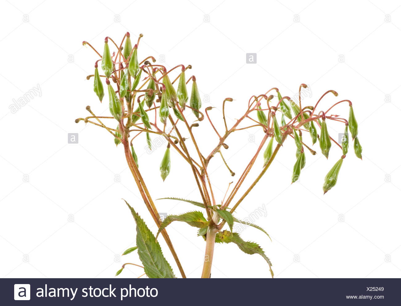 Indisches Springkraut / Himalayan Balsam Stock Photo