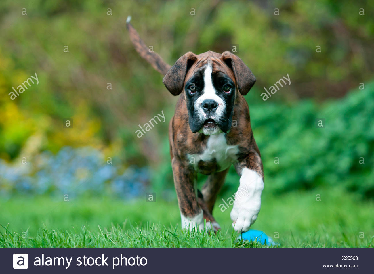 9 week old boxer puppy