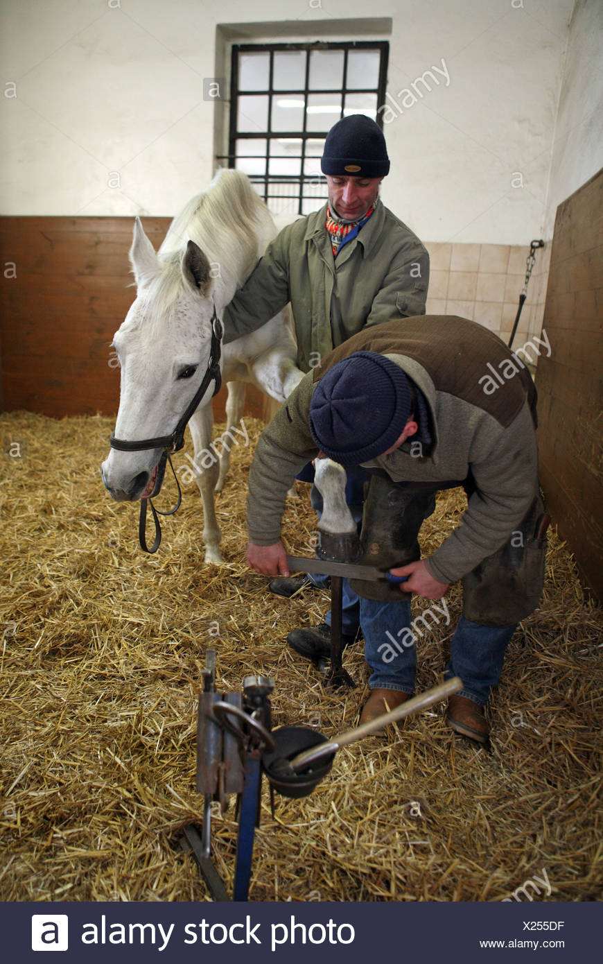 Man Shoeing Horse Stock Photos & Man Shoeing Horse Stock Images Alamy