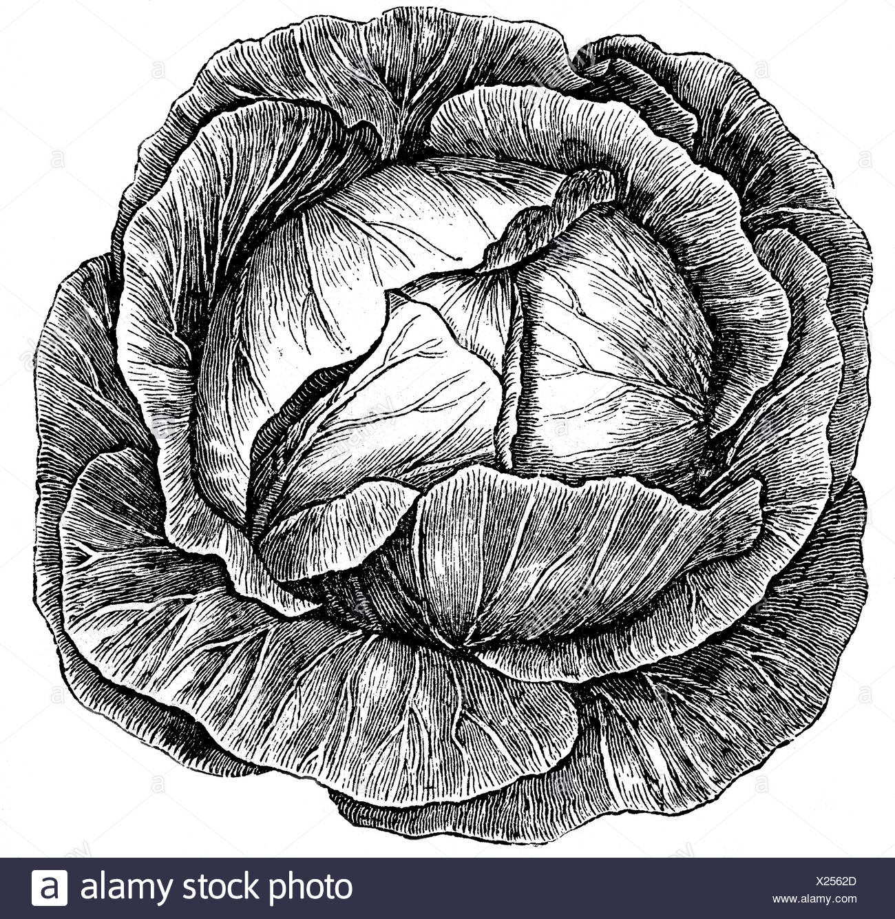 Cabbage Illustration Stock Photos & Cabbage Illustration Stock Images
