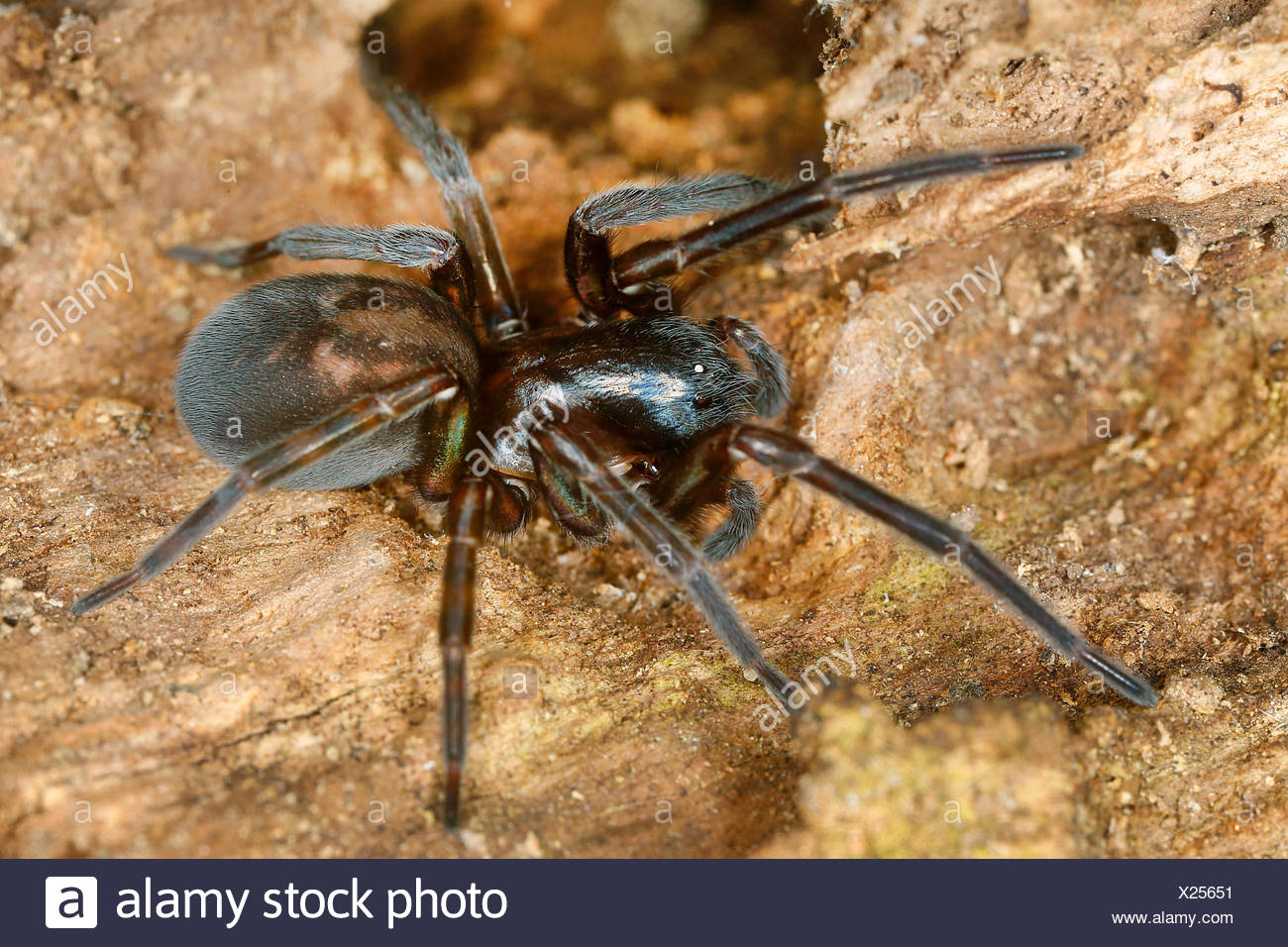 White Eyed Spiders Amaurobiidae On The Ground Austria Stock Photo Alamy