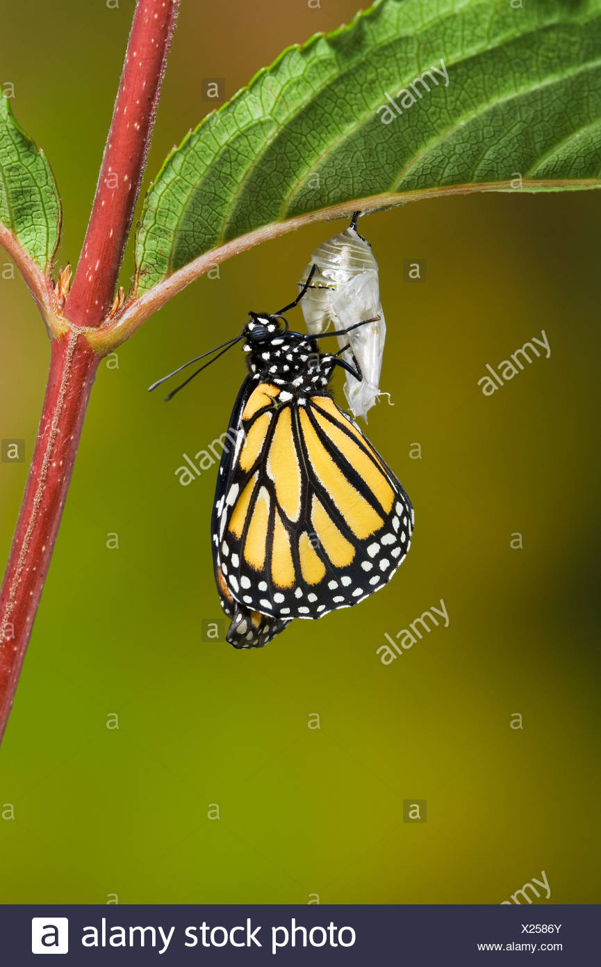 The concept of butterfly in the abdomen: what is it and what does it mean The concept of butterfly in the abdomen: what is it and what does it mean