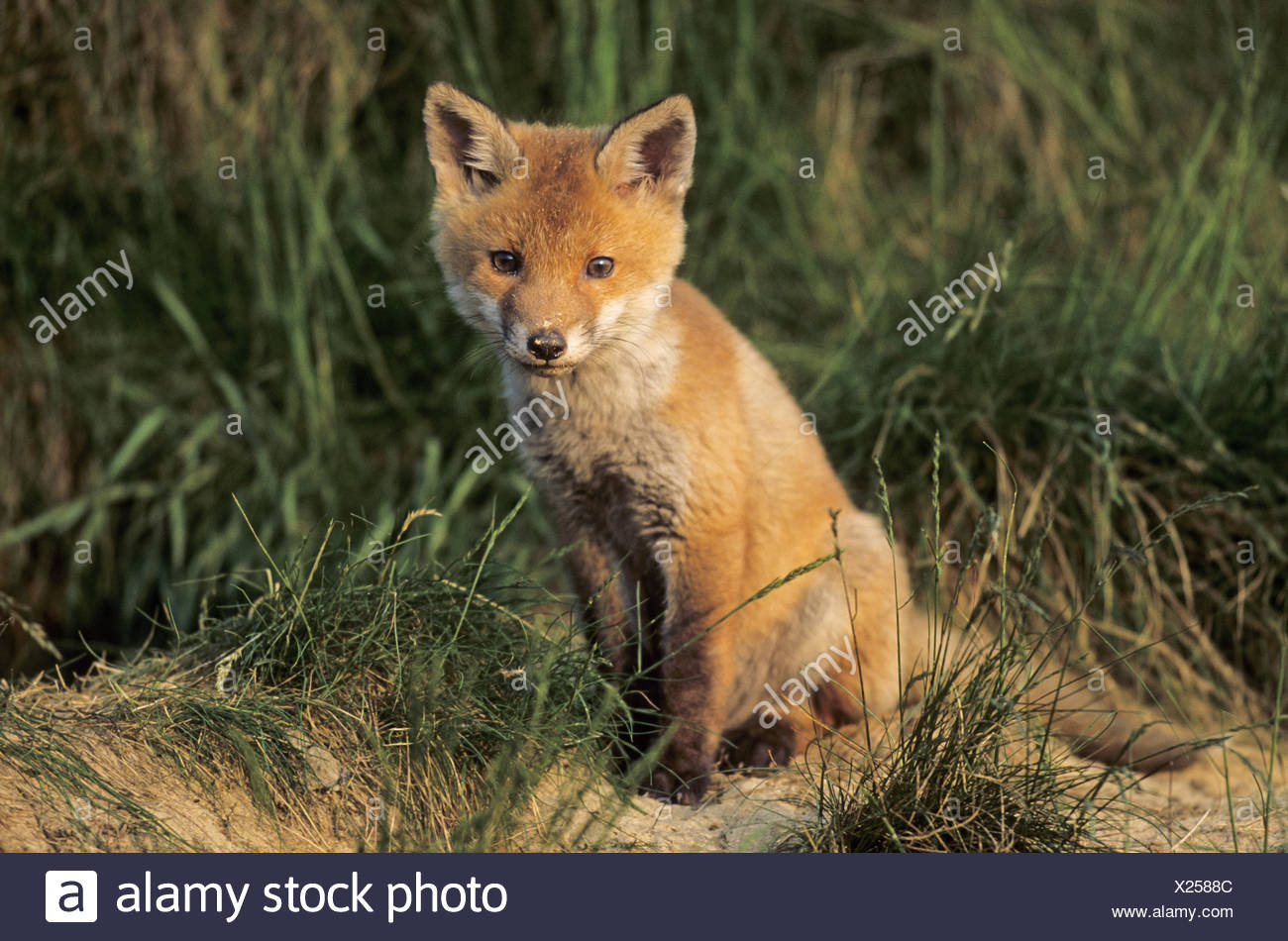 Foxs Burrow High Resolution Stock Photography and Images Alamy