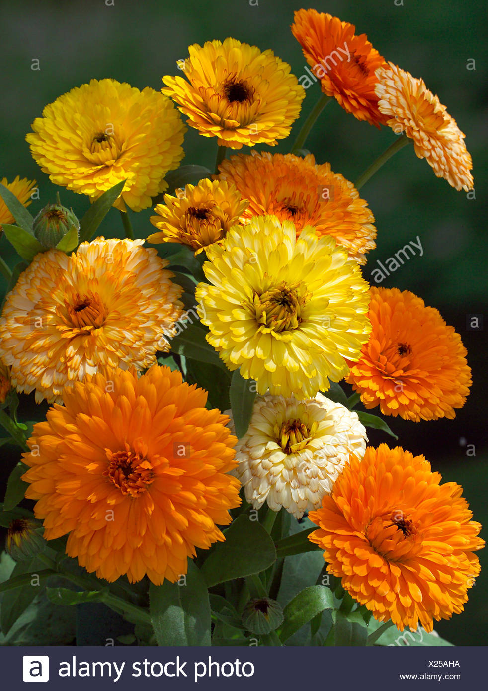 CALENDULA OFFICINALIS \'FIESTA GITANA MIXED\' (MARIGOLD \'FIESTA GITANA ... CALENDULA OFFICINALIS \'FIESTA GITANA MIXED\' (MARIGOLD \'FIESTA GITANA ...