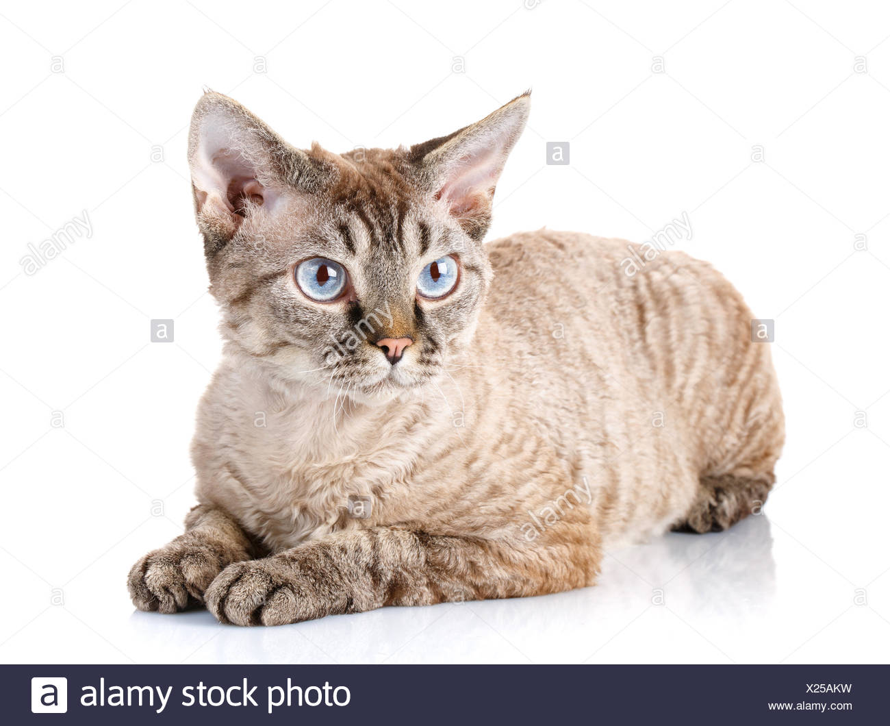 Gray Devon Rex Cat With Big Ears On White Background Stock Photo