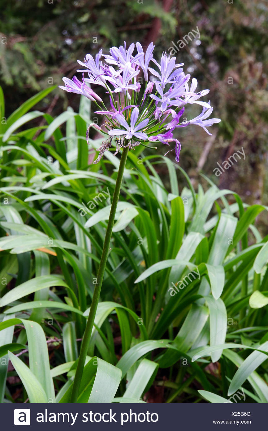 Schmucklilie High Resolution Stock Photography And Images Alamy