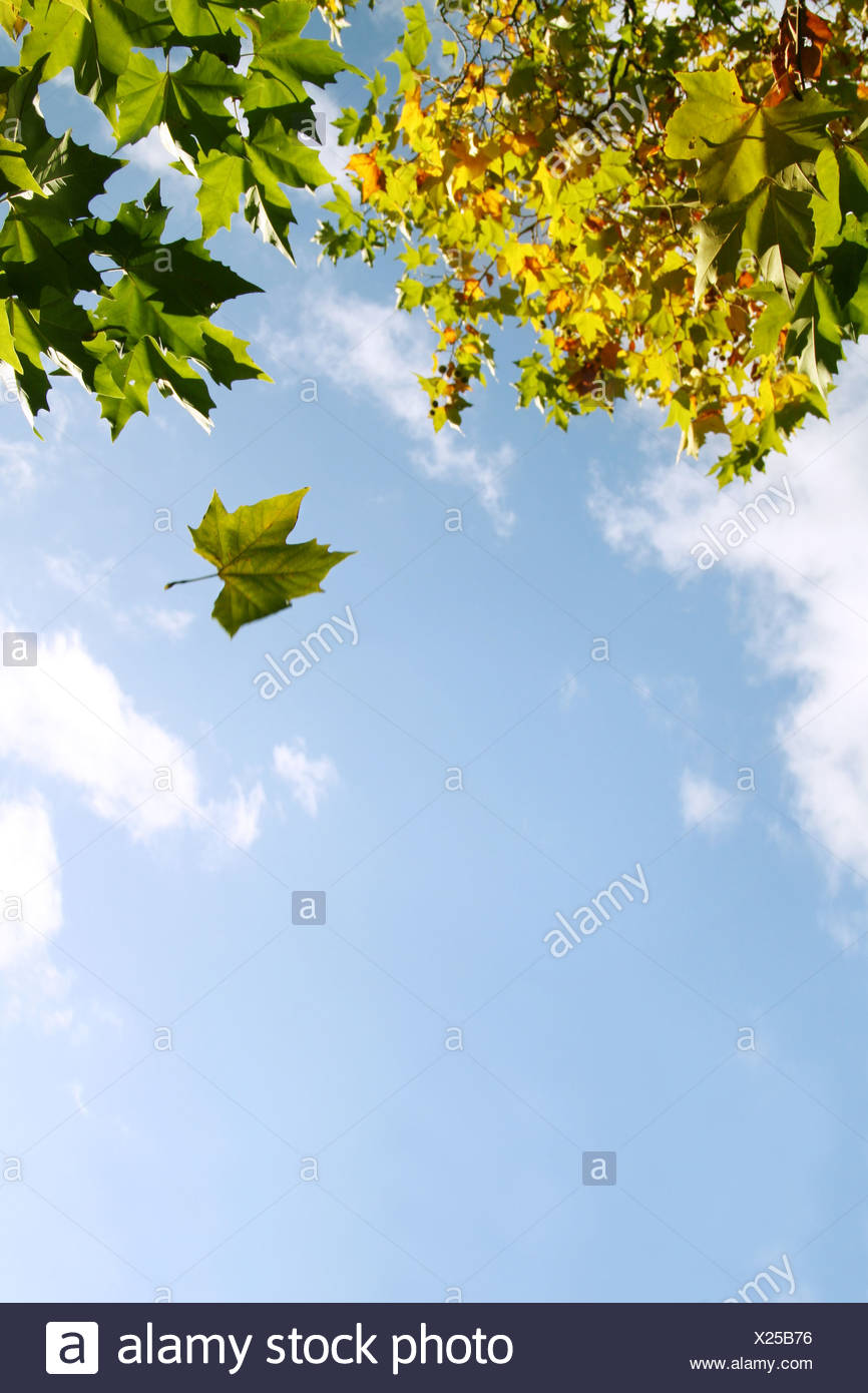 A Leaf Falling From A Tree Stock Photo Alamy