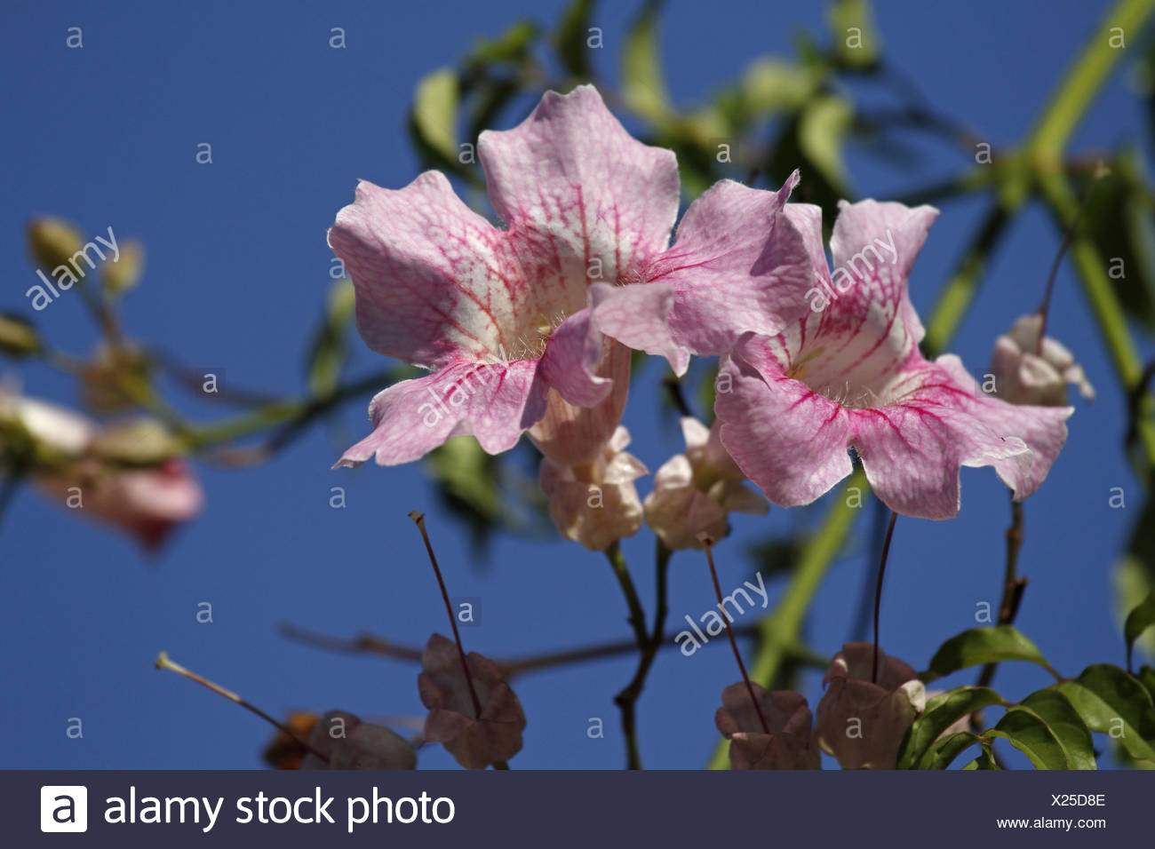 pandorea Stock Photo