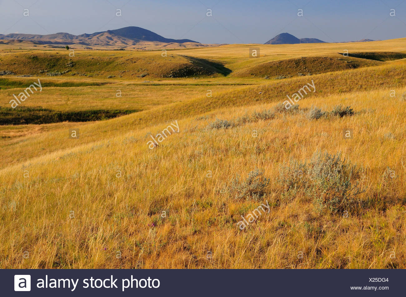 Bear Paw Battlefield High Resolution Stock Photography and Images Alamy