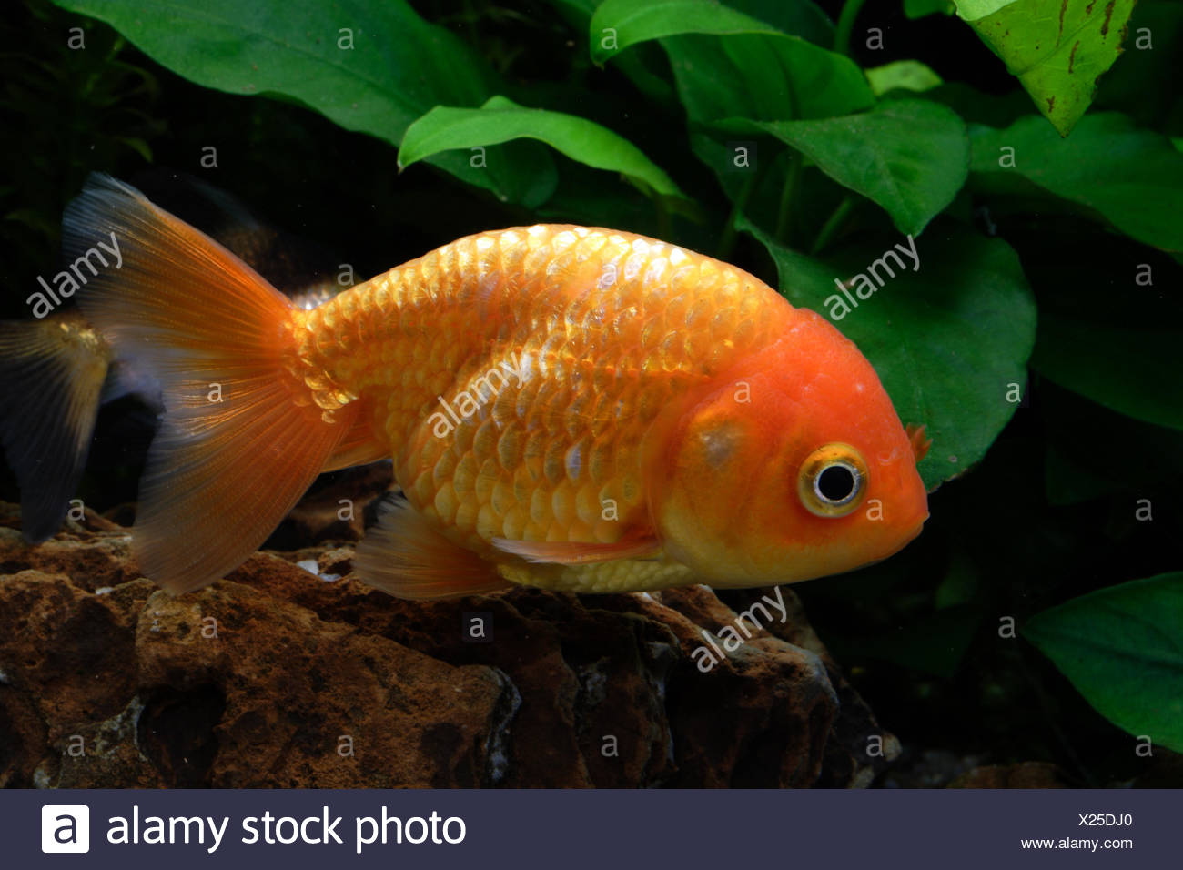 Ranchu Goldfish Stock Photo 276715656 Alamy
