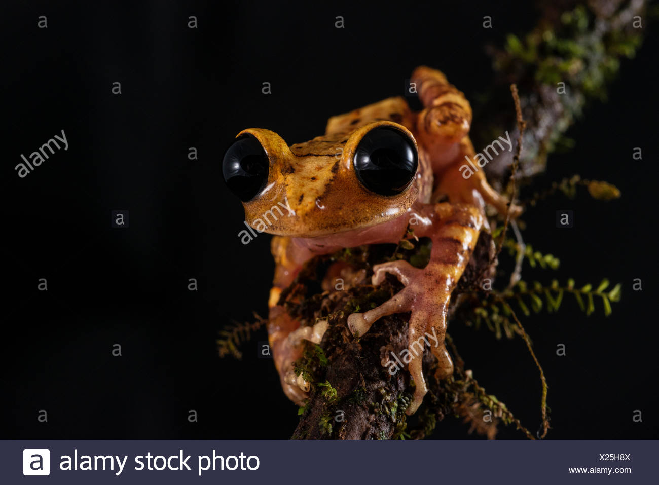 A Black Eyed Tree Frog In The Pakaraima Mountains Of Guyana Stock