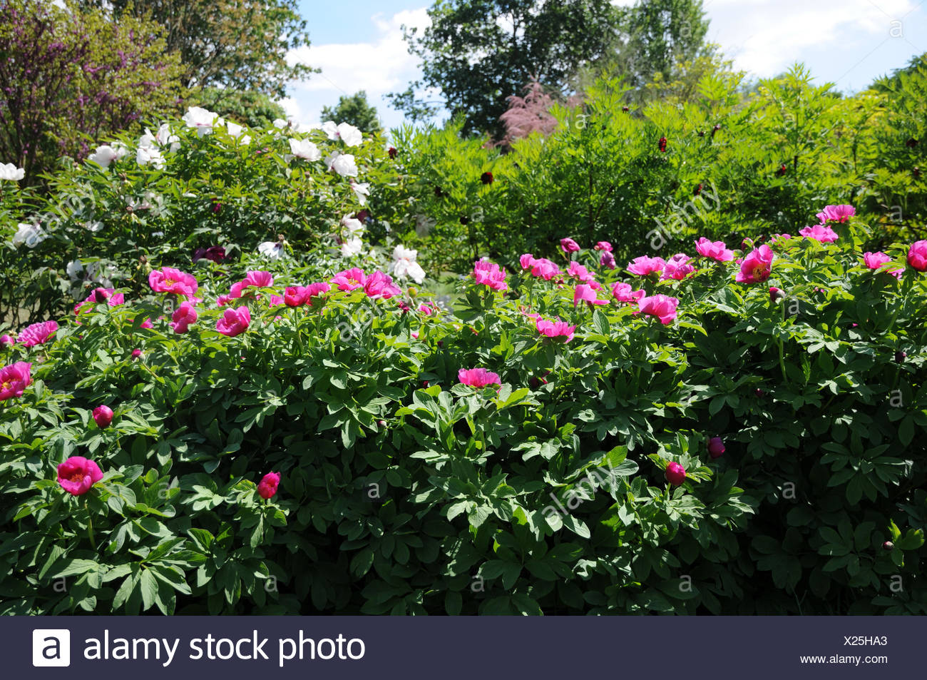 European peony Stock Photo