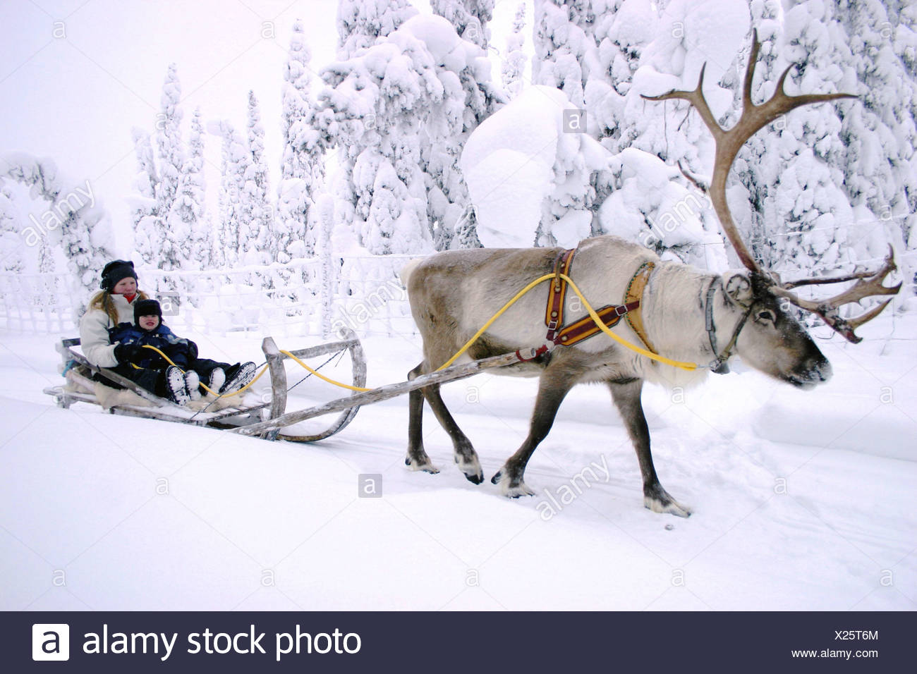 Reindeer Rangifer Tarandus Driving A Reindeer Sledge In Snowy Landscape Finland Oulu Kuusamo Stock Photo Alamy