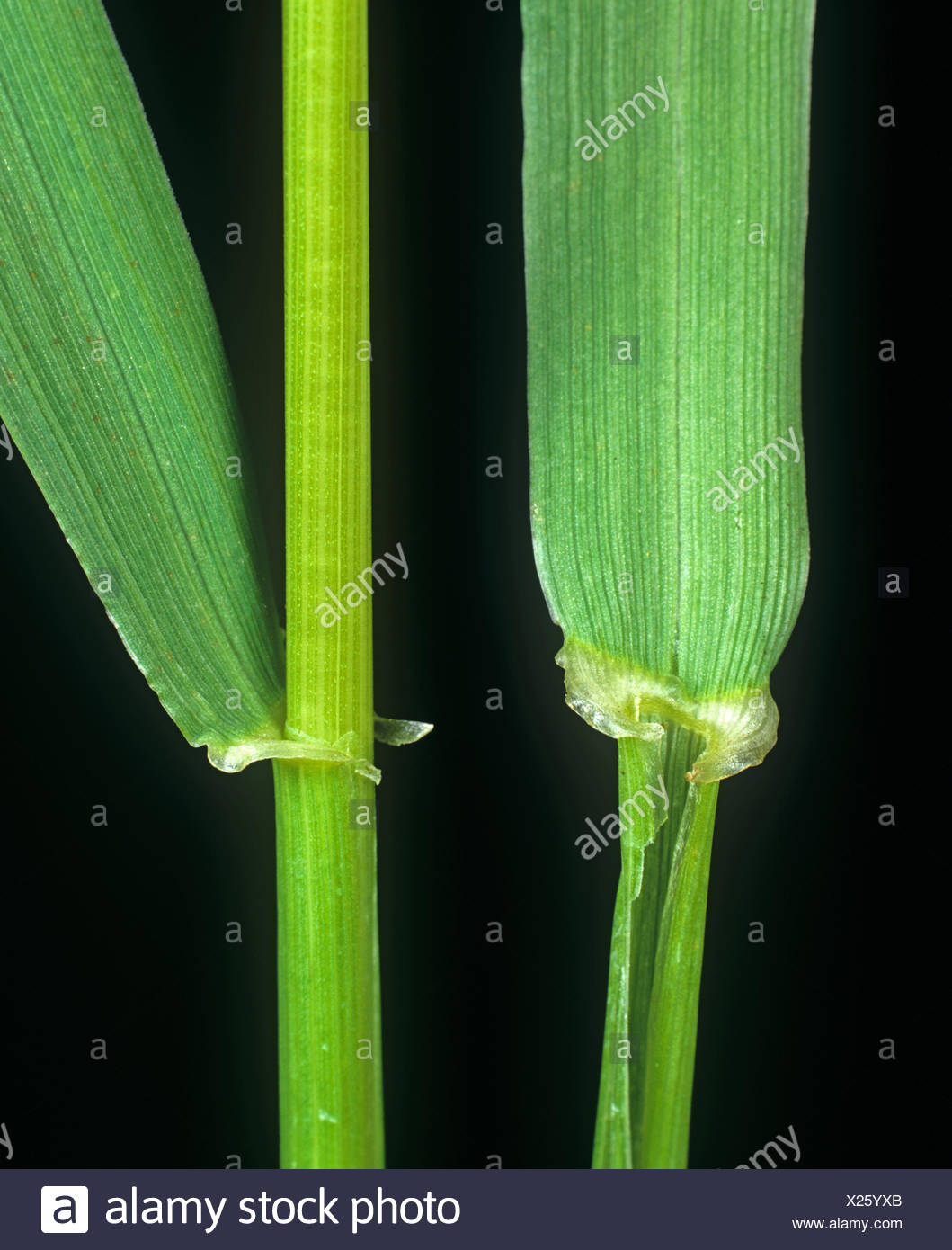 Meadow Fescue Grass High Resolution Stock Photography and Images Alamy