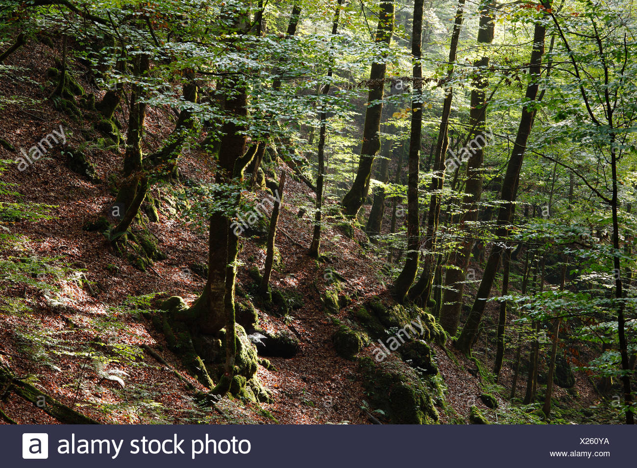 Montane Forest High Resolution Stock Photography And Images Alamy