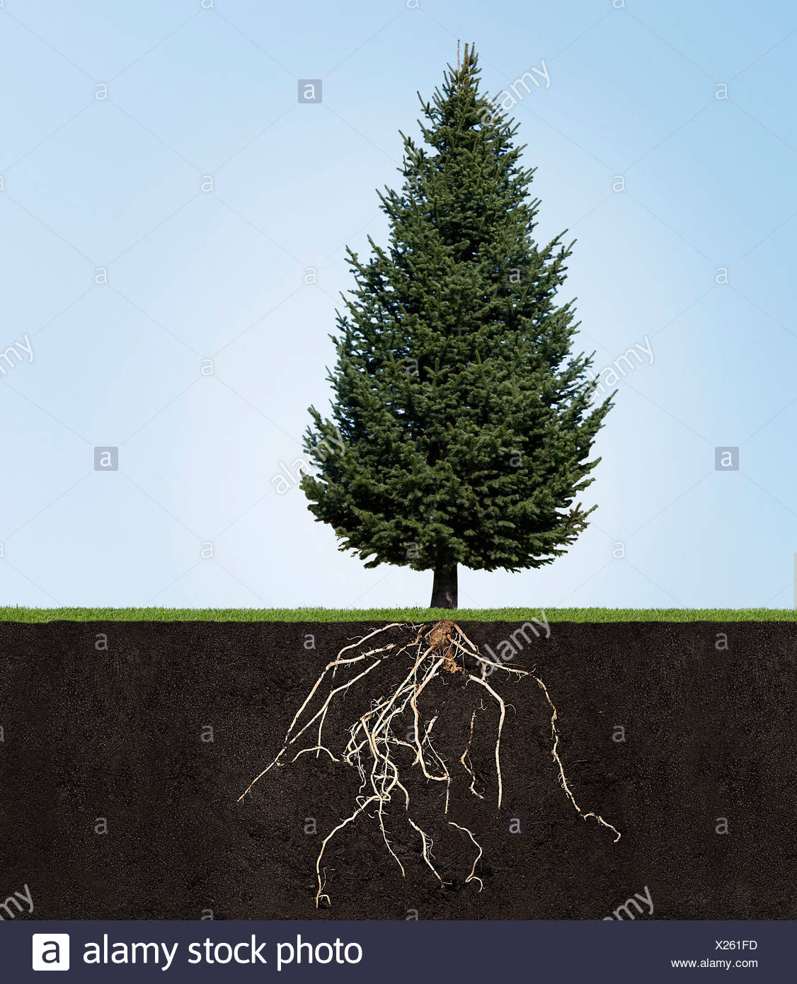 Tree Roots Underground Stock Photos & Tree Roots Underground Stock