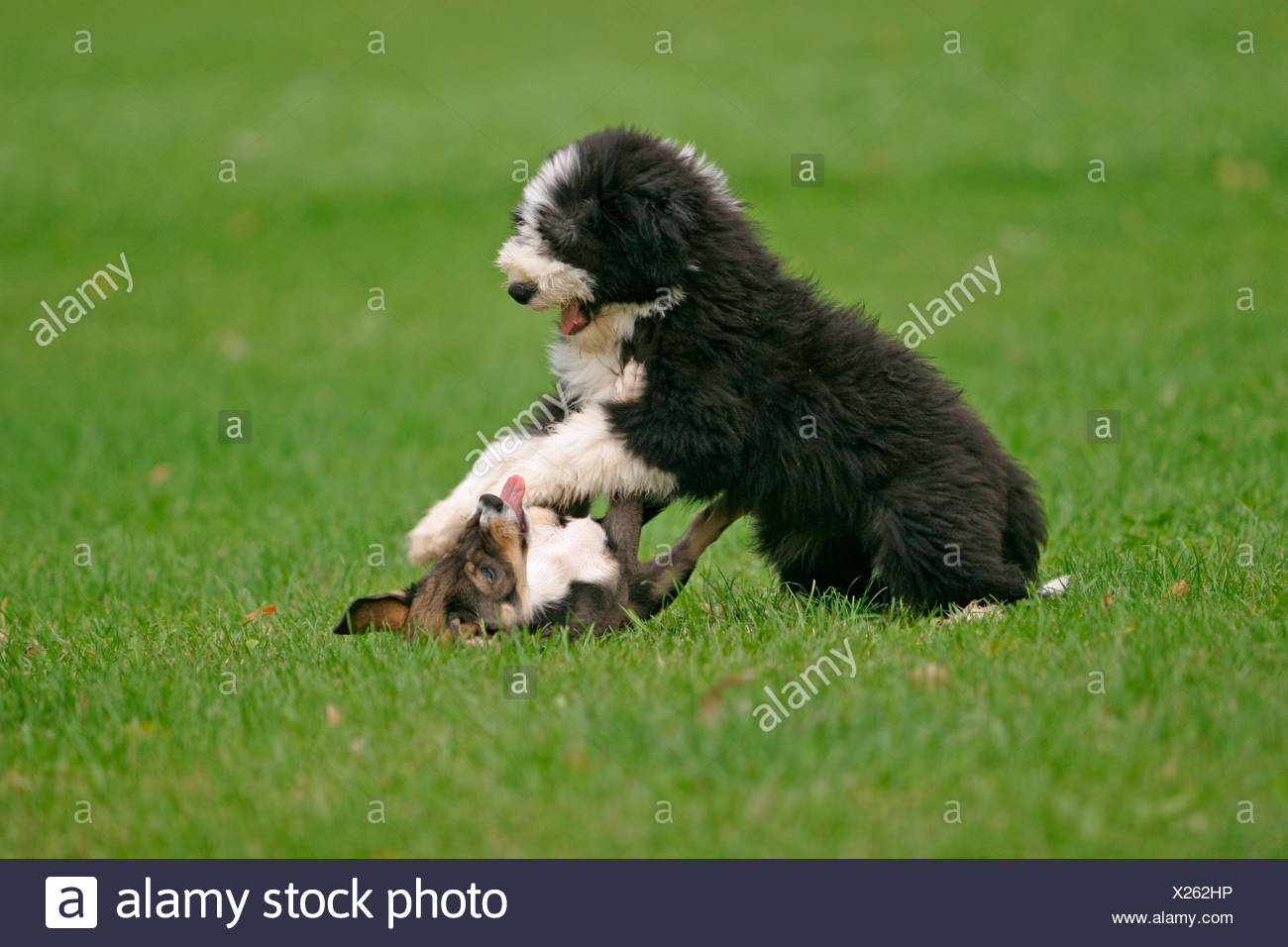 owalo design Hunde Spielend