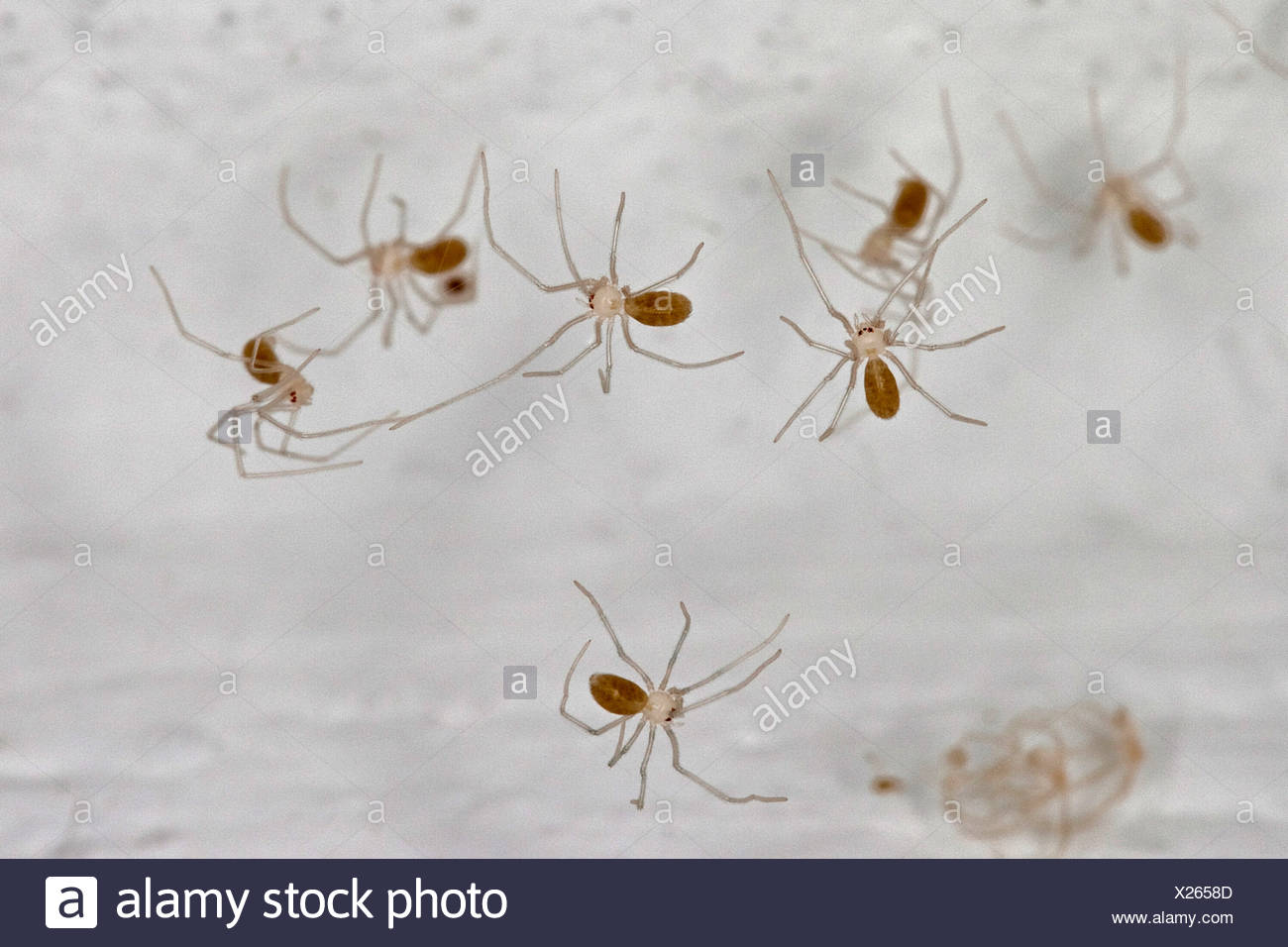 Ceiling Cobweb High Resolution Stock Photography and Images - Alamy