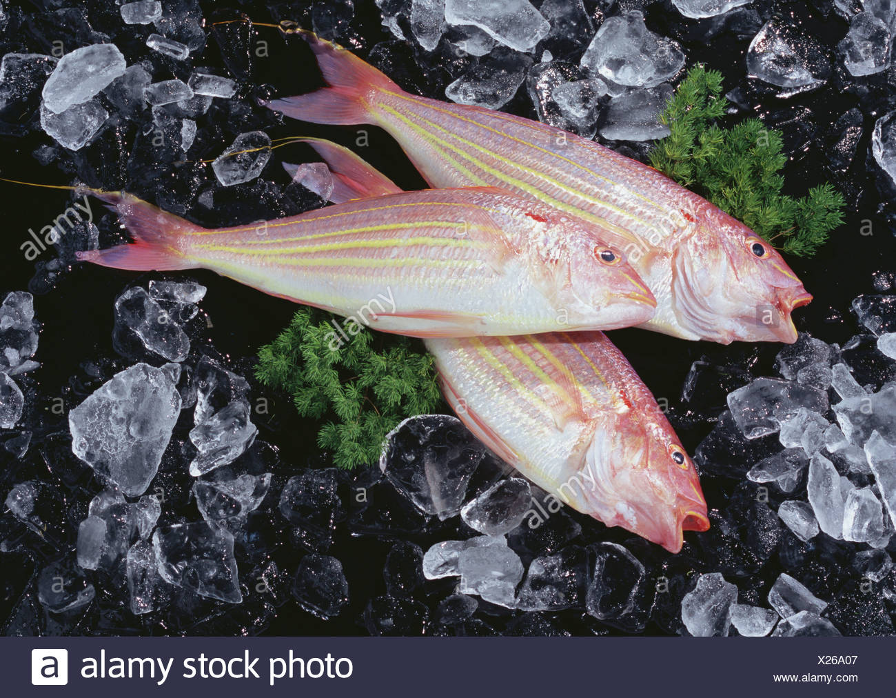 Threadfin Bream High Resolution Stock Photography and Images Alamy