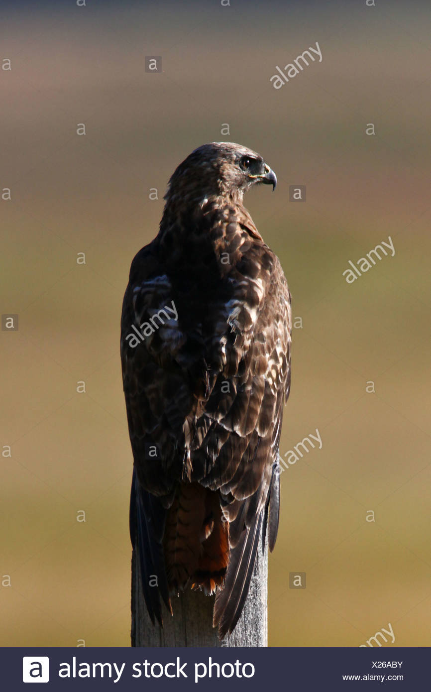 Jackson Wyoming Bird Stock Photos Jackson Wyoming Bird