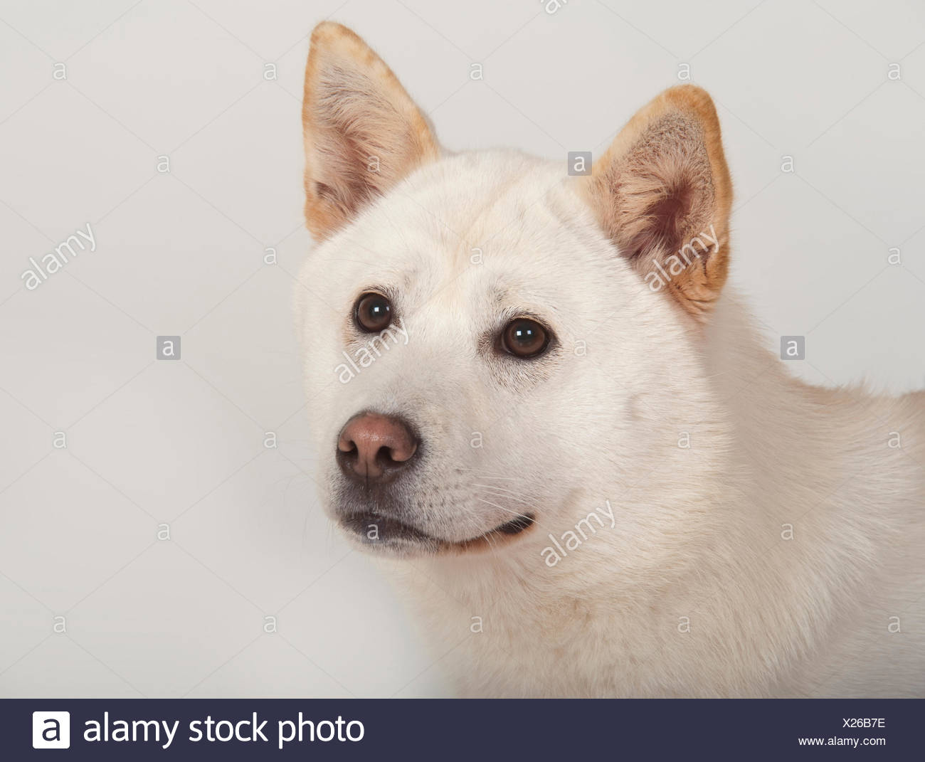 white jindo puppy