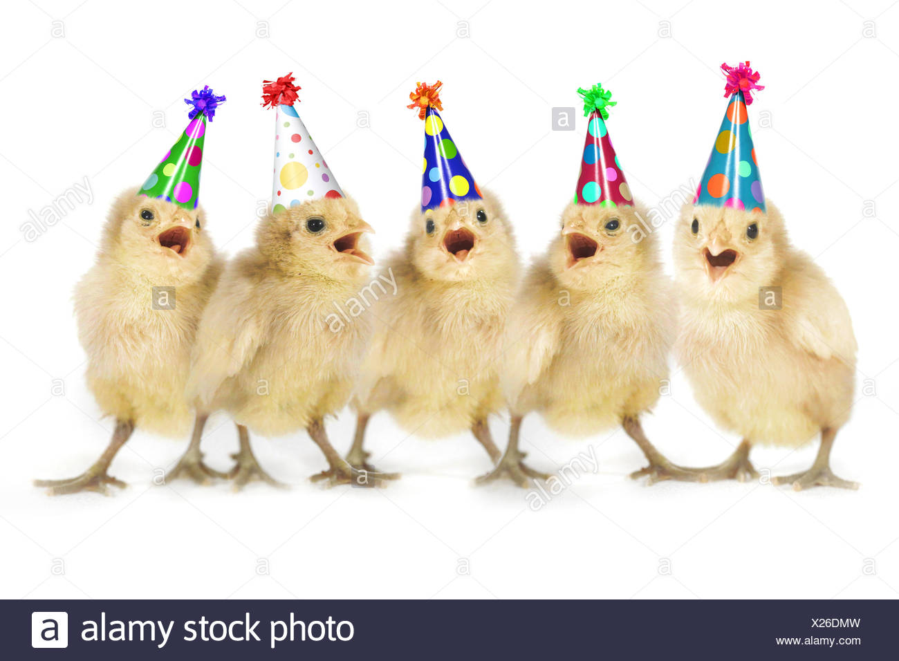 Chicken Singing Stock Photos & Chicken Singing Stock Images - Alamy