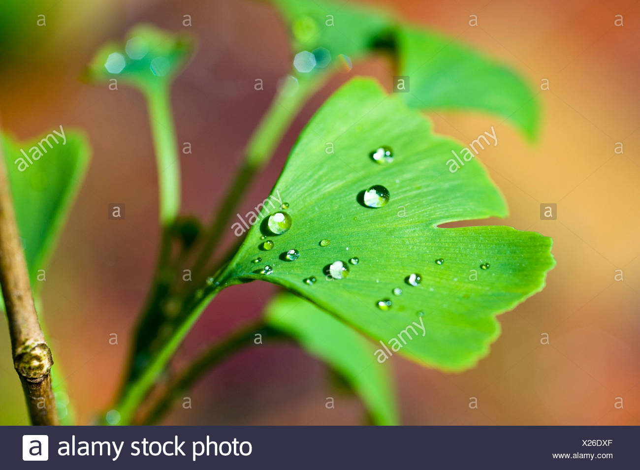 Ginkgo leaf (Ginkgo biloba), covered with water drops Stock Photo