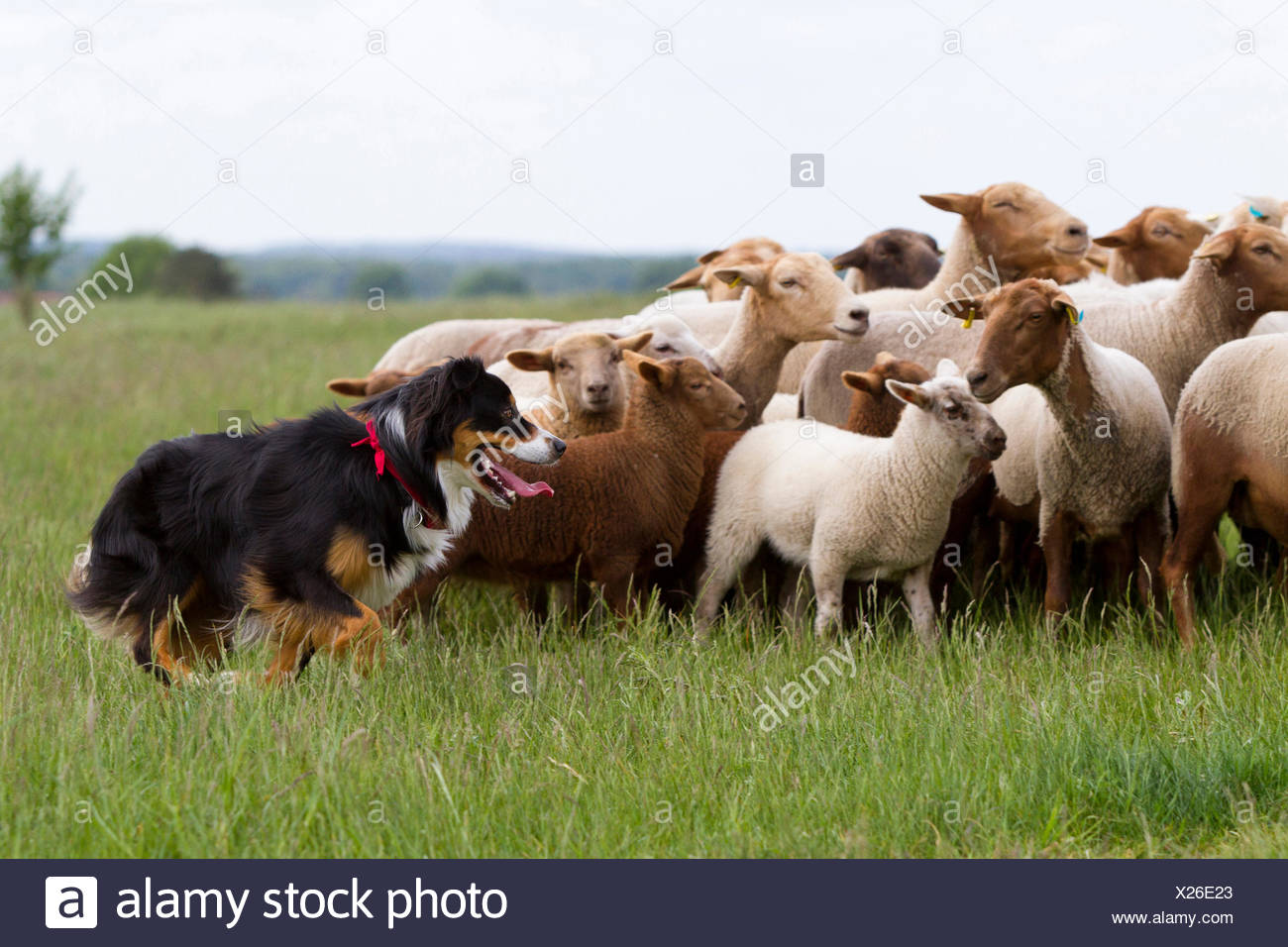 australian shepherd herding sheep