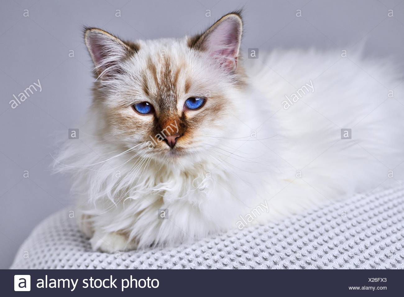Chocolate Tabby Birman Cat - 81021+ Nama Untuk Kucing Comel, Lucu dan Unik