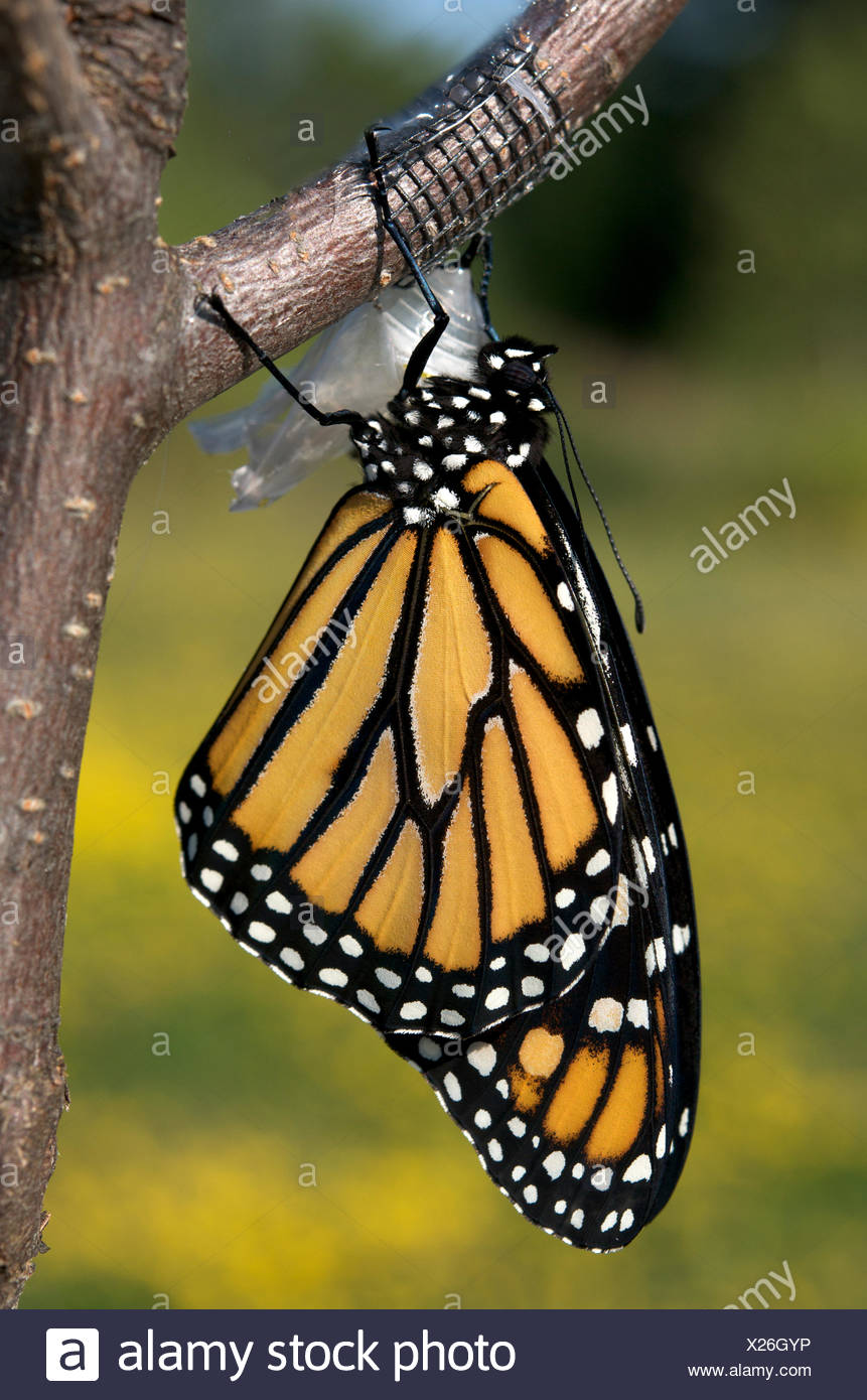 monarch butterfly danaus plexippus emerged chrysalis visible as a monarch butterfly size