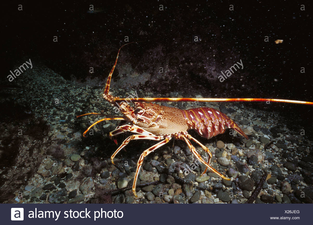 Palinurus Elephas Stock Photos & Palinurus Elephas Stock Images Alamy
