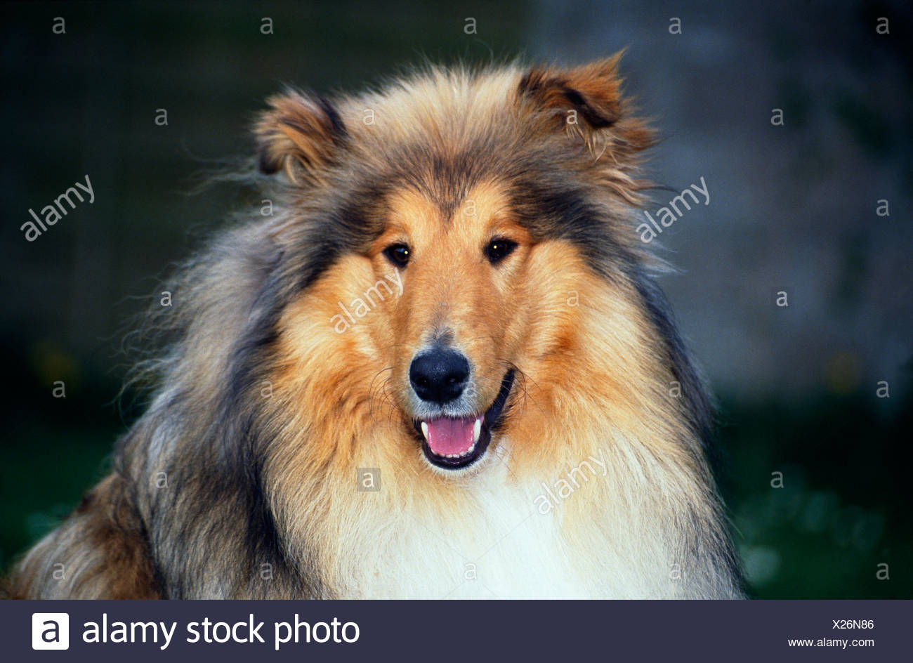 Lassie Dog High Resolution Stock Photography and Images - Alamy