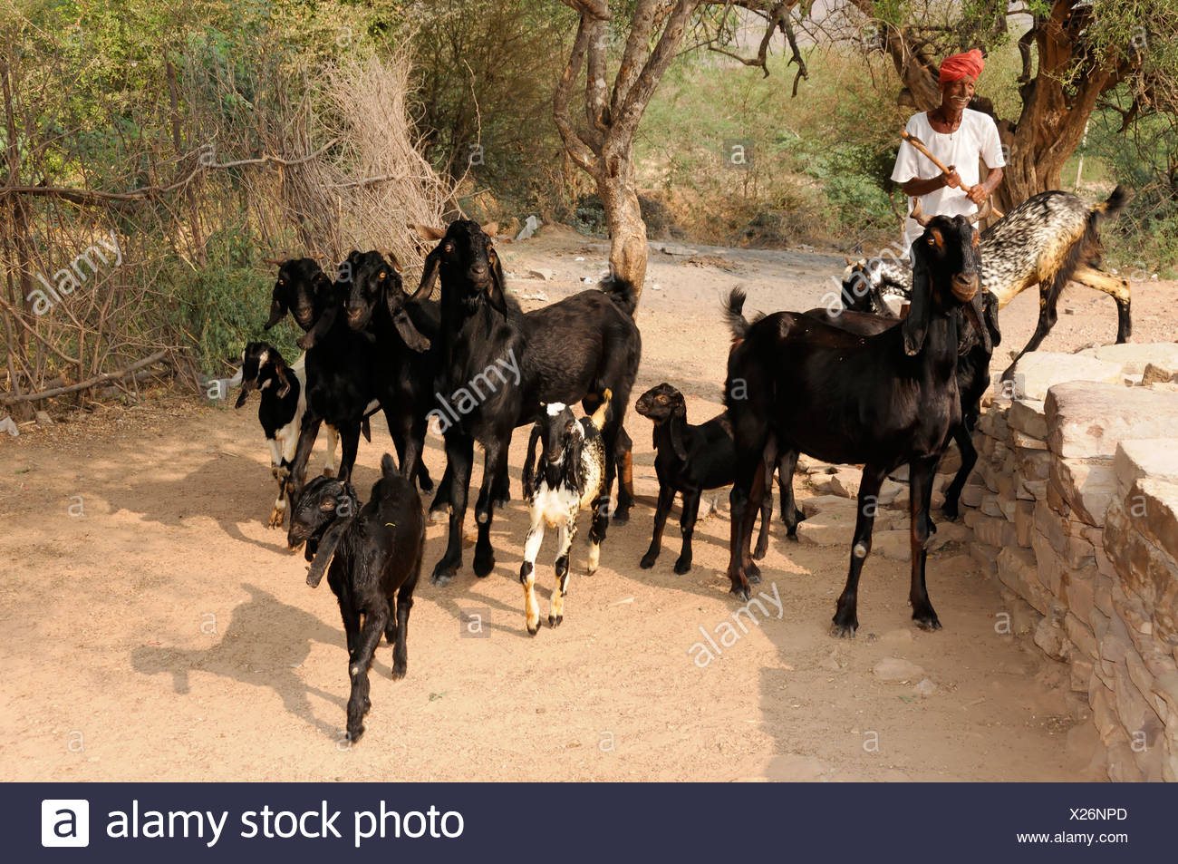 Indian man with a herd of goats near sawai madhopur rajasthan north india asia