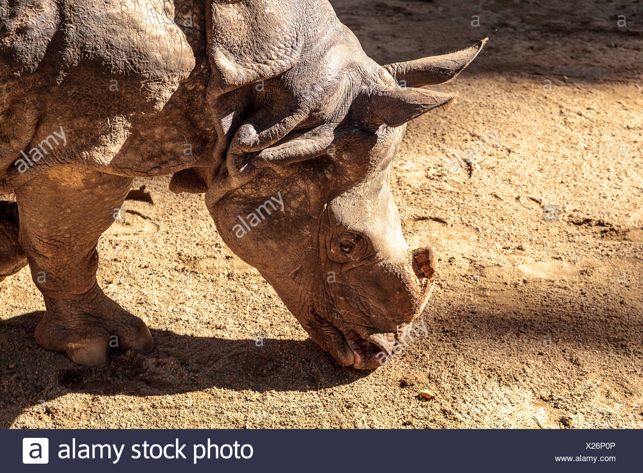 armored rhinoceros armored rhinoceros