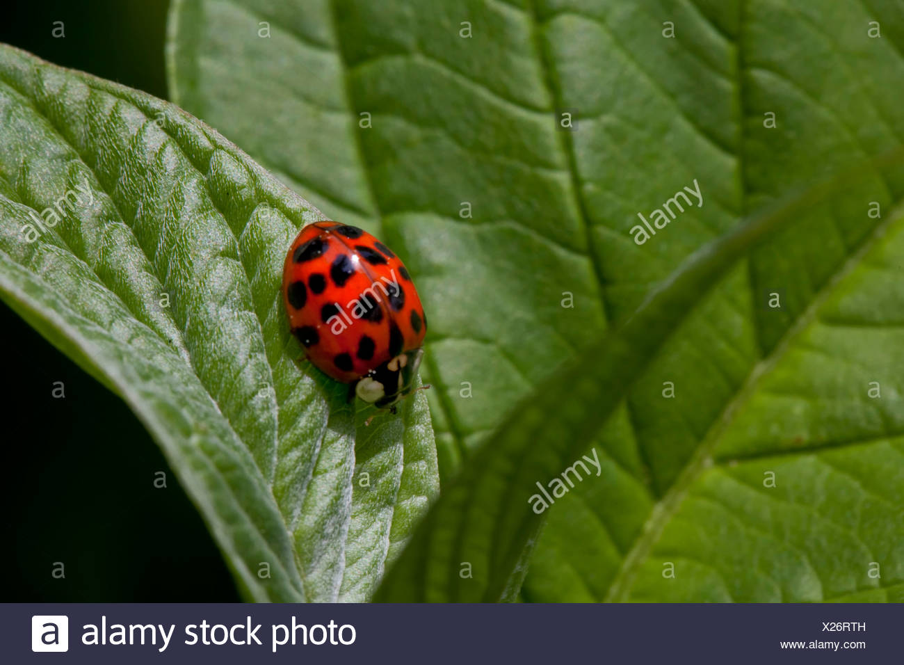 Ladybugs Red Luck Happy Lucky Charm Insect Insects Garden
