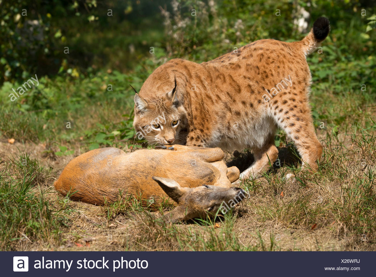 Lynx Prey Stock Photos & Lynx Prey Stock Images - Alamy