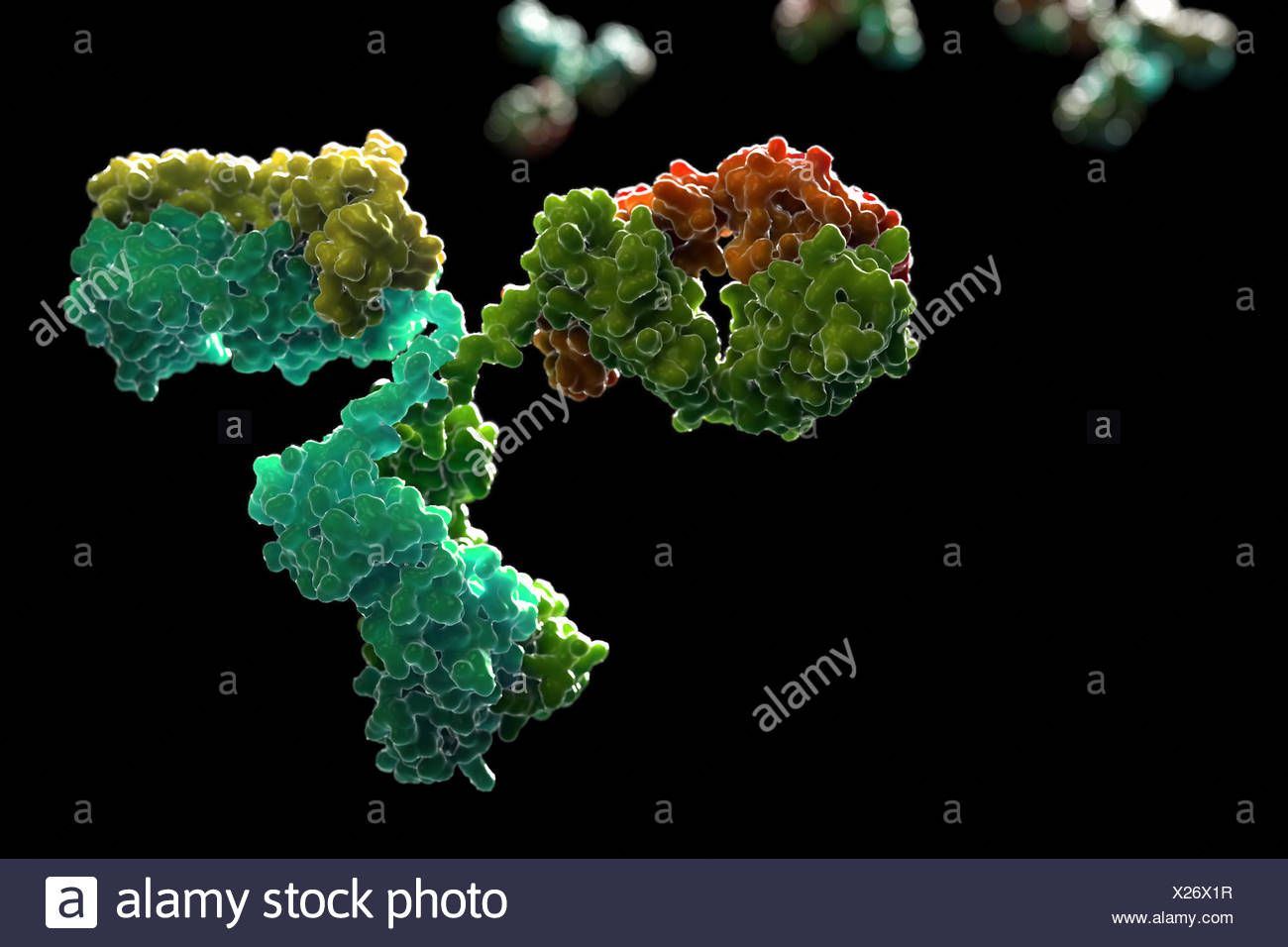 Antibody High Resolution Stock Photography and Images - Alamy