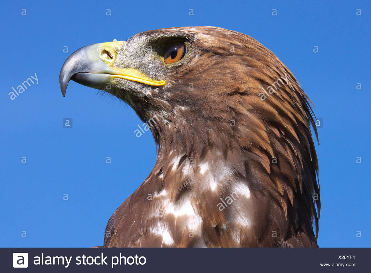 Bird Portrait Birds Birds Of Prey Raptor Feathering Predator