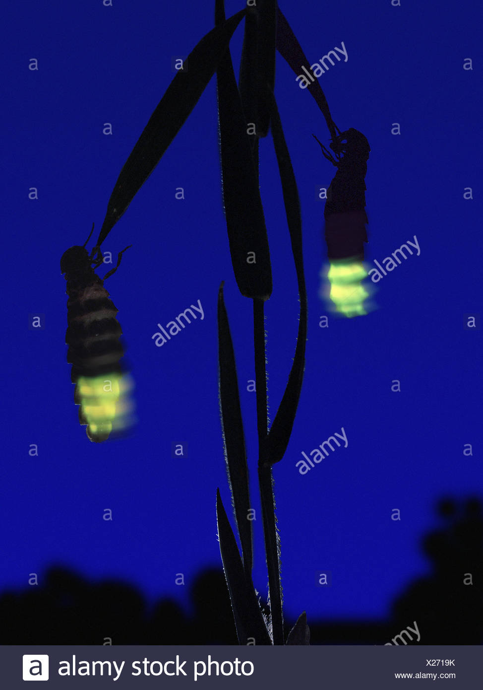 Glow Worms Lampyris Noctiluca Females At Night Dorset Uk Captive Stock Photo Alamy