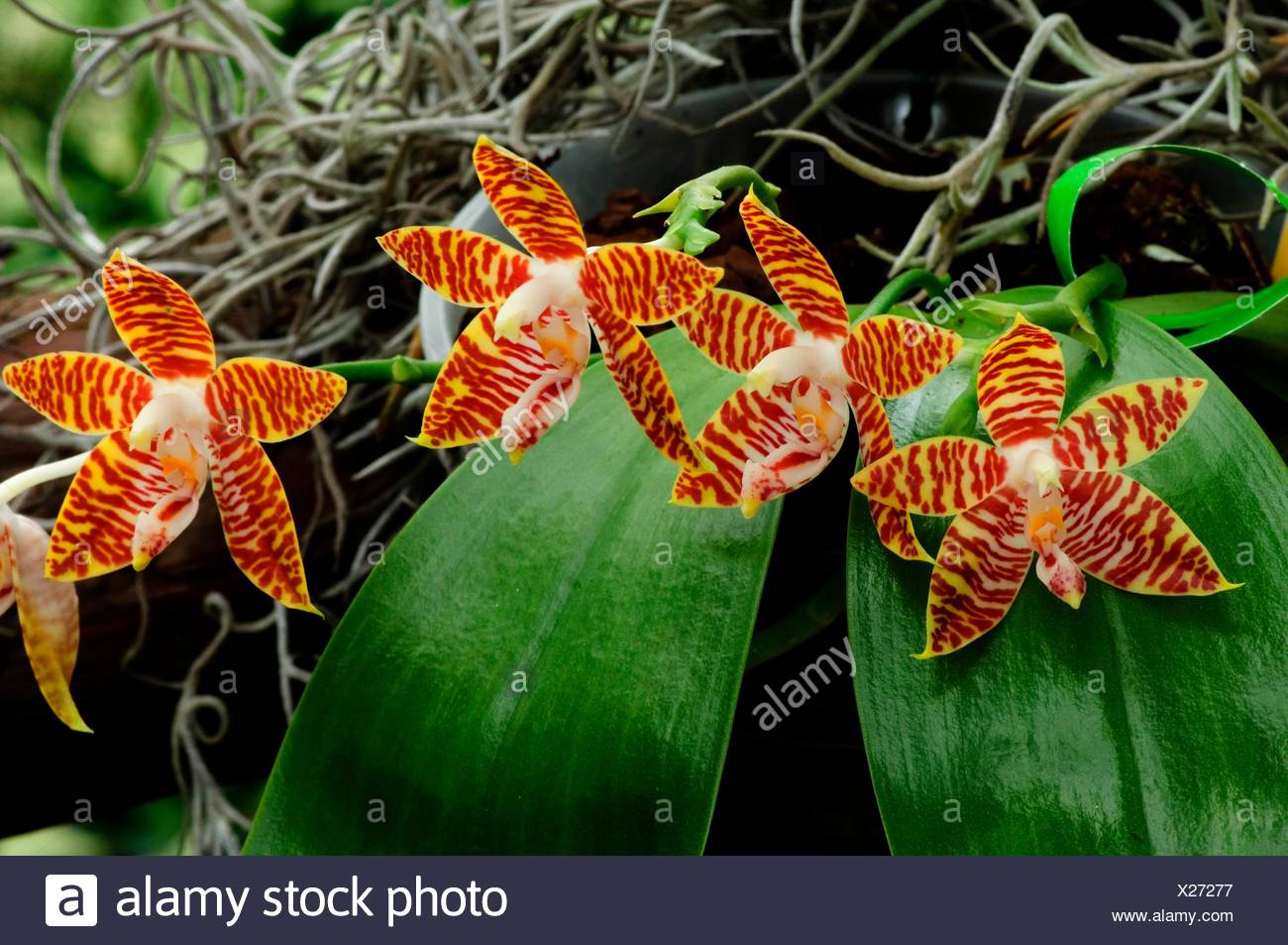 Phalaenopsis Amboinensis High Resolution Stock Photography and Images