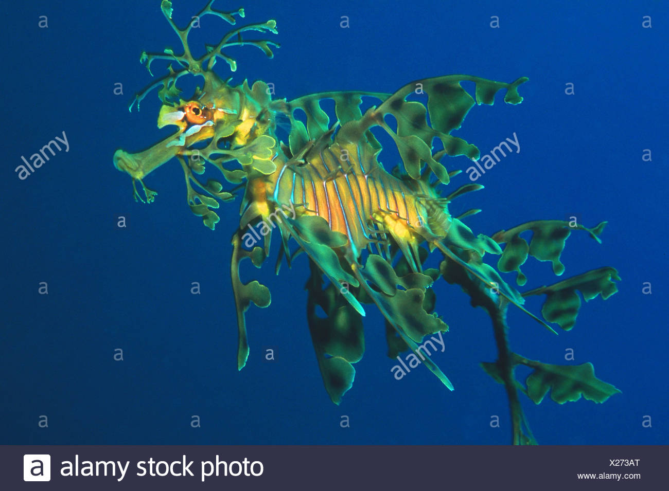 Dragon Stock Photos Dragon Stock Images Alamy